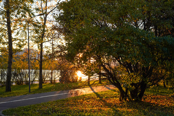 Bicycle path and tree in the autumn public park in sunset