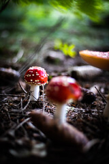fly agaric mushroom