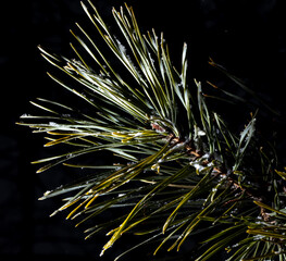 White snowflakes on pine needles on a black background.