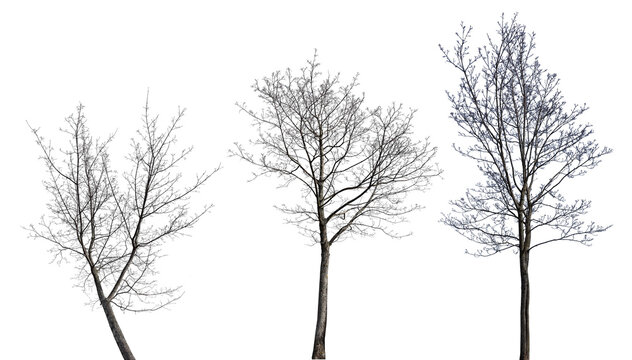 three maples with bare branches isolated on white