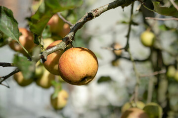 Ripe apples on apple tree ready to be harvested. Group of red yellow apples hanging of a branch or twig. Fall fruit background. Selective focus with defocused apple tree.