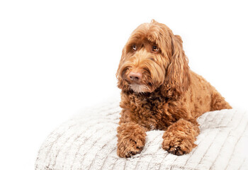 Large dog on pillow looking questioning to the side. Front view of cute Labradoodle dog lying with paws stretched and big brown eyes. Waiting, sad or worried body expression. White background.