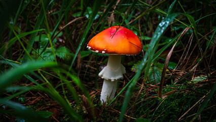 Growing mushroom in moody green colory forest after raining day.