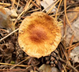 Toadstool mushroom grows in the ground in the forest.