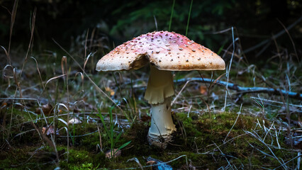Growing mushroom in moody green colory forest after raining day.