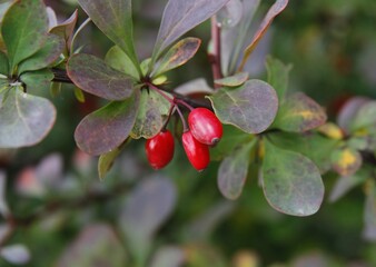 red,small fruits of berberis bush at autumn