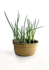 small onions with green leaves in pot