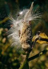 milkweed -Asclepias syriaca plant with seed vesels and blow-balls close up at autumn