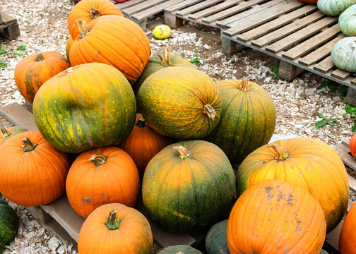 different skins, colors, shapes and sizes of pumpkins, autumn harvest time, preparing for Halloween