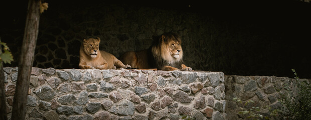 Big lion with her lioness having a rest in a zoo. Big wild cats in captivity - obrazy, fototapety, plakaty
