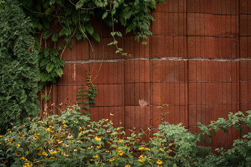 Red concrete wall with green vine. Stone wall covered with green plant and flowers in a big city. Urban textured background