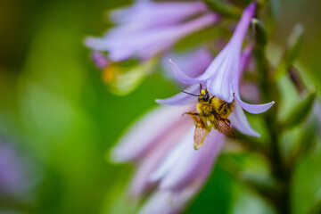 A bee collecting pollen in purple flowers on a green grass background. Bright hosta close-up. Beautiful violet bell flowers. 