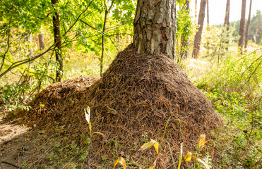 Large anthill near a tree in the forest.