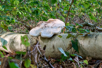 Super large mushroom on a fallen birch tree