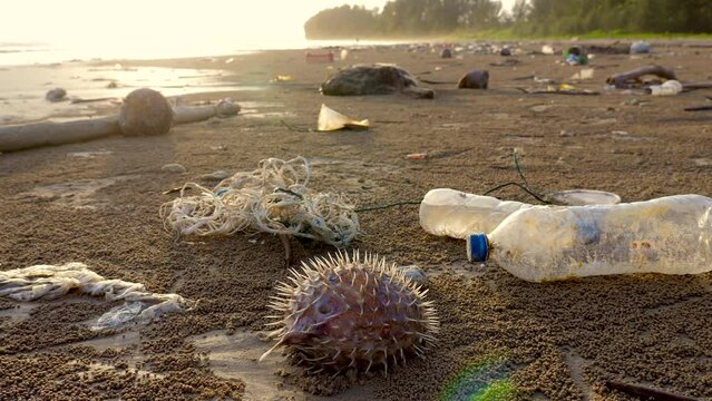 Shore of sea beach with plastic trash, empty bottles and dead fish
