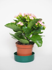 kalanchoe scient. class. Saxifragales Crassulaceae pink flower