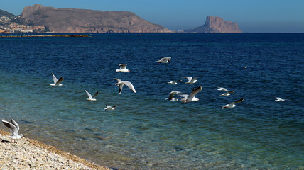 Seagulls on the Mediterranean coast, pebble beach, blue sea, clear water, beautiful seascape, Altea, Spain