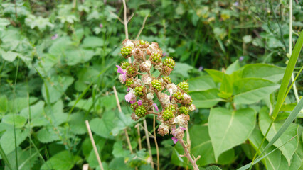  unripe green blackberries