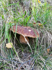 porcini (Boletus edulis) mushroom in the wild