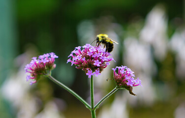 Bombus terrestris, the buff-tailed bumblebee or large earth bumblebee, is one of the most numerous bumblebee species in Europe. Buff-tailed Bumblebee (Bombus terrestris) on a wild flower.
