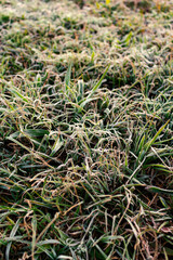 Frost on grass, dawn light