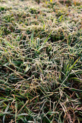Frost on grass, dawn light