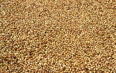 Closeup view of organic dried coriander seeds background