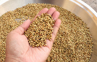 A man holding dried Coriander seed in hand