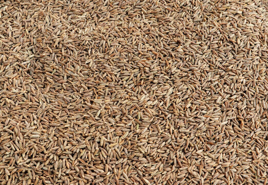 cumin seed close-up
