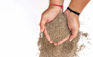 Top view of Cumin seeds in the hand