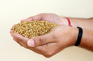 Obraz premium A man holding dried Coriander seed in hand