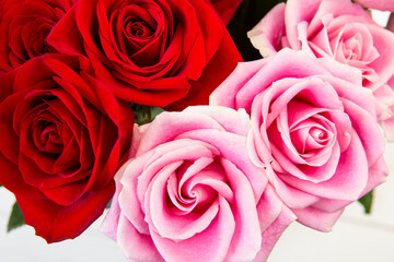 Close-Up Of romantic pink and red Roses