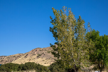 tree in the mountains