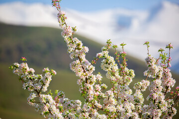 Spring blooming sakura trees. Pink flowers Sakura Spring landscape with blooming pink tree. Beautiful sakura garden on a sunny day.Beautiful concept of romance and love with delicate flowers.