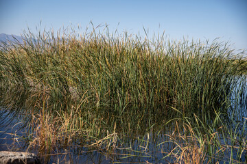 reeds in the water