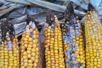 Corn cobs are affected by fusarium - the causative agent of Fusarium moniliforme