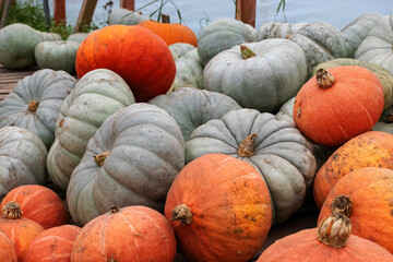 different skins, colors, shapes and sizes of pumpkins, autumn harvest time, preparing for Halloween