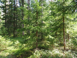 Picea spruce, a genus of coniferous evergreen trees in the pine family Pinaceae. Coniferous forest in Karelia. Spruce branches and needles. The problem of ecology, deforestation and climate change