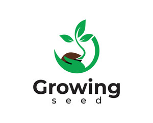Growing seed logo, green seed logo type illustration, nature logo with a combination of leaves Premium Vector