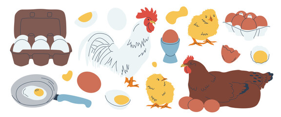 Set of chicken eggs in carton boxes, boiled, fried. Domestic hen, rooster, chicks. Eggs with, without shell. Breakfast, organic farm eco food. Poultry production. Breed. Hand drawn Vector illustration