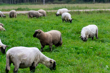 flock of sheep eating grass, autumn nature, sheared wool for sheep
sheep flock, autumn pastoral, a flock of sheep grazes on a green field, autumn time