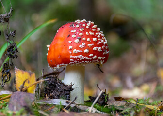 Beautiful fly agaric or red amanita mushroom in the forest. amanita muscaria, commonly known as the fly agaric or fly amanita, is a mushroom and psychoactive basidiomycete fungus