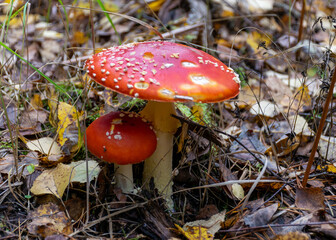 Beautiful fly agaric or red amanita mushroom in the forest. amanita muscaria, commonly known as the fly agaric or fly amanita, is a mushroom and psychoactive basidiomycete fungus