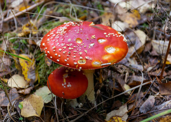 Beautiful fly agaric or red amanita mushroom in the forest. amanita muscaria, commonly known as the fly agaric or fly amanita, is a mushroom and psychoactive basidiomycete fungus