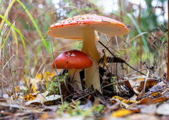 Beautiful fly agaric or red amanita mushroom in the forest. amanita muscaria, commonly known as the fly agaric or fly amanita, is a mushroom and psychoactive basidiomycete fungus