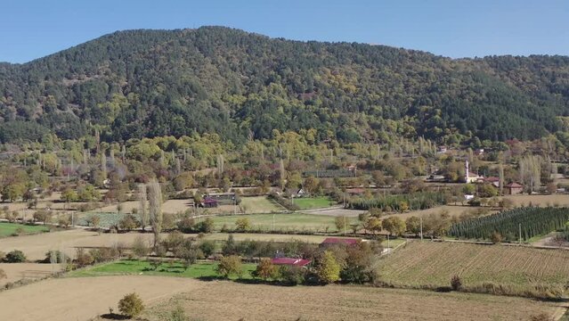 Tree tops against sunny sky. Pine forest is 
lake view. drone shoot,mountain