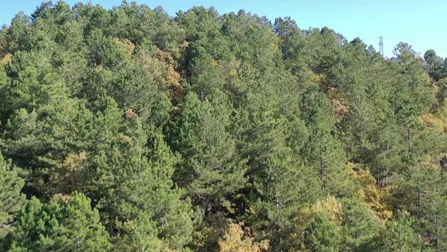 Tree tops against sunny sky. Pine forest is 
lake view. drone shoot,mountain