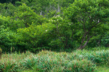 forest landscape of the island of Kunashir, flowering shrub and undergrowth of tall grass