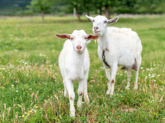 Naklejka na ściany i meble Two baby goat kids stand in long summer grass.