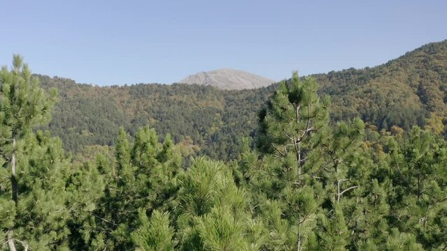 Tree tops against sunny sky. Pine forest is 
lake view. drone shoot,mountain